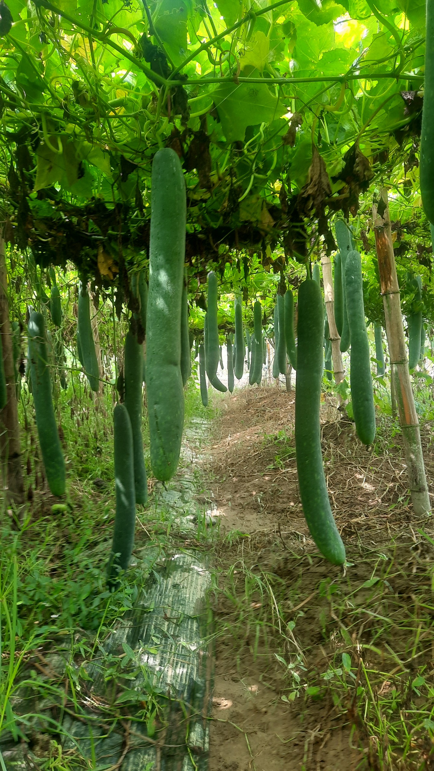 Mô hình cải tạo vườn tạp chuyển đổi số trồng bí xanh của đoàn viên Nguyễn Văn Tuyên thôn Vĩnh Sơn