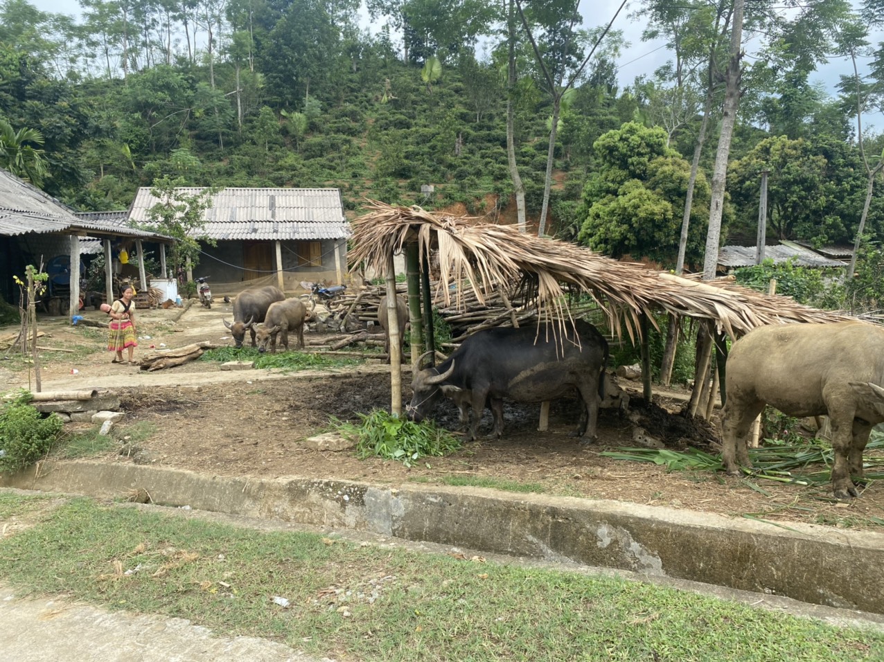 Xã Vĩnh Hảo tăng cường công tác tuyên truyền  phòng chống bệnh dịch tả lợn trâu phi và viêm da nổi cục ở trâu bò