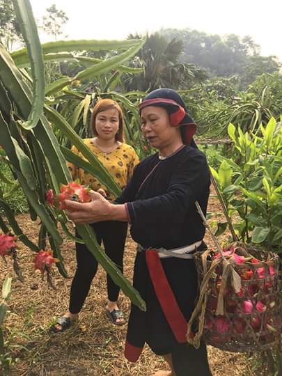 MÔ HÌNH  Trồng Thanh Long ruột đỏ của hội viên phụ nữ thôn Tiền Phong xã Vĩnh Hảo mang lại hiệu quả kinh tế cao